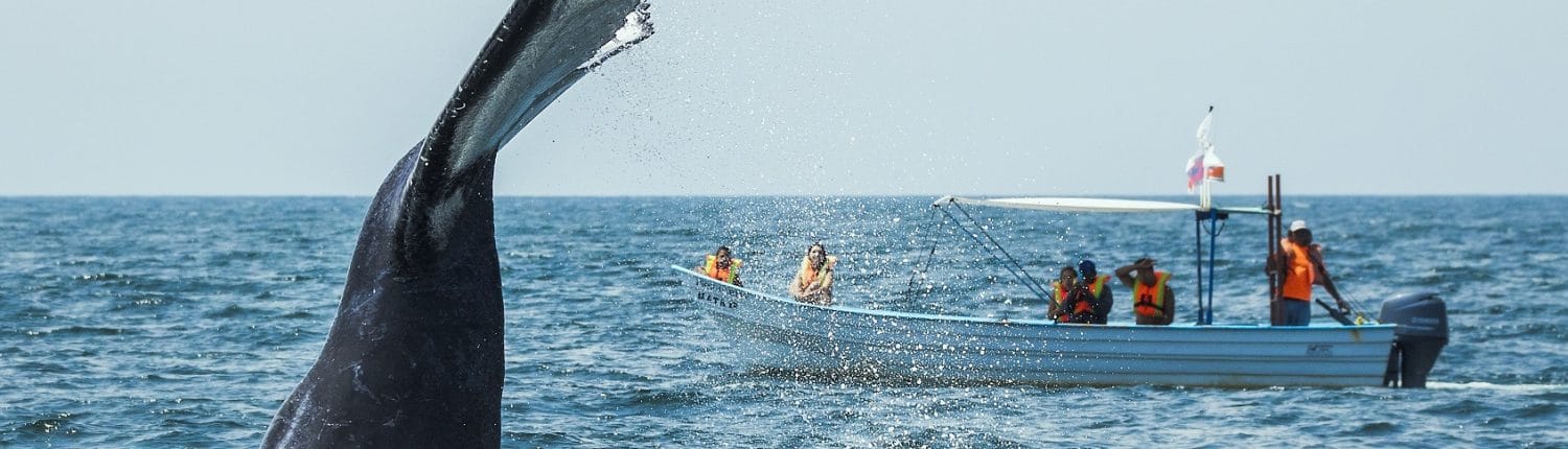 Whale watching from a tour boat in Riviera Nayarit Mexico
