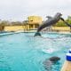 Training dolphins in Riviera Nayarit Mexico