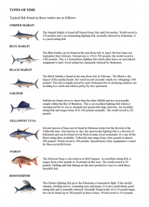 Types of Fish in Riviera Nayarit Mexico