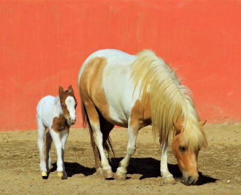 Caballos - mare with foul in Riviera Nayarit Mexico