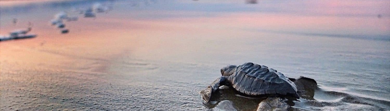 Baby Turtle release in Riviera Nayarit Mexico - image of baby turtle heading into the water