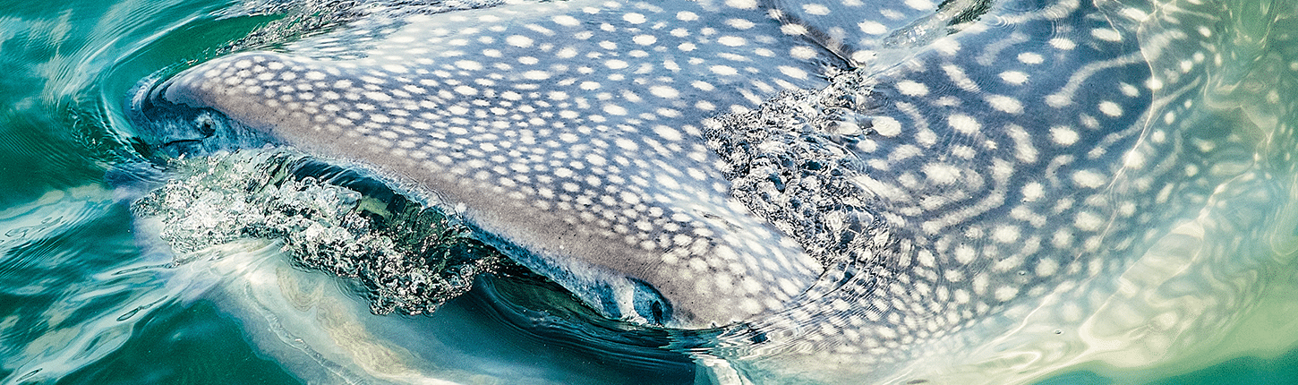 Large whale shark surfacing